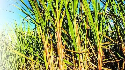 राज्यातील शेतकऱ्यांसाठी राज्य सरकारने एक आनंदाची बातमी